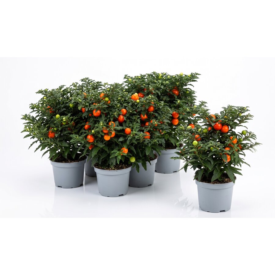 Solanum pseudocapsicum | Oranjeboompje | 22 cm hoog | In 10 cm pot | Sierplant met oranje besjes