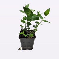 Vinca major | Grote maagdenpalm | ca. 10 tot 15 cm hoog | In 9 cm pot | Wintergroene bodembedekker