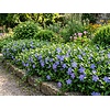 Vinca major | 9 cm pot | ca. 10 tot 15 cm hoog