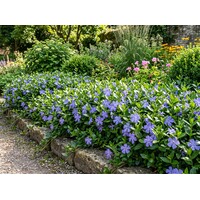 Vinca major | Grote maagdenpalm | ca. 10 tot 15 cm hoog | In 9 cm pot | Wintergroene bodembedekker