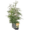 Cupressocyparis leylandii | Leylandcipres | 21 cm pot | 110 cm hoog