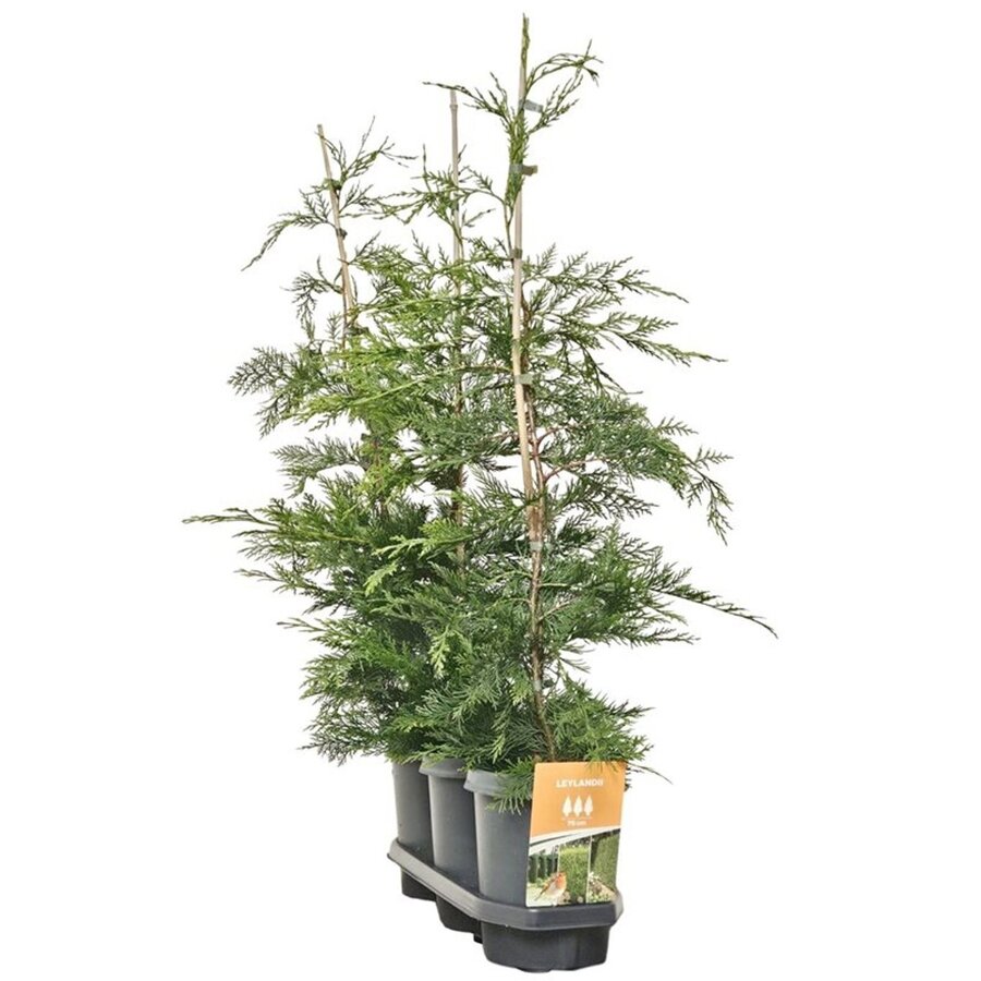 Cupressocyparis leylandii | Leylandcipres | 110 cm hoog | In 21 cm pot | Sterke haagconifeer