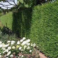 Cupressocyparis leylandii | Leylandcipres | 110 cm hoog | In 21 cm pot | Sterke haagconifeer