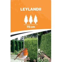 Cupressocyparis leylandii | Leylandcipres | 110 cm hoog | In 21 cm pot | Sterke haagconifeer