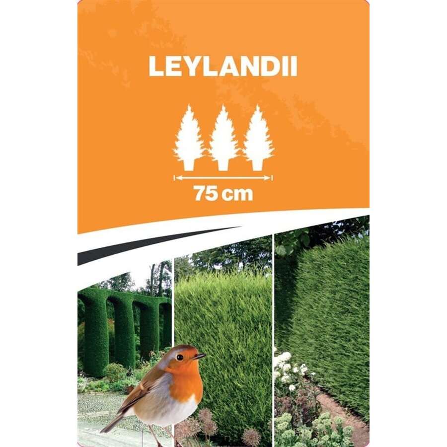 Cupressocyparis leylandii | Leylandcipres | 110 cm hoog | In 21 cm pot | Sterke haagconifeer