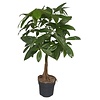 Pachira aquatica | 17 cm pot | 60 cm hoog
