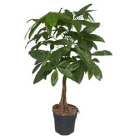 Pachira aquatica geldboom | 17 cm pot | 60 cm hoog