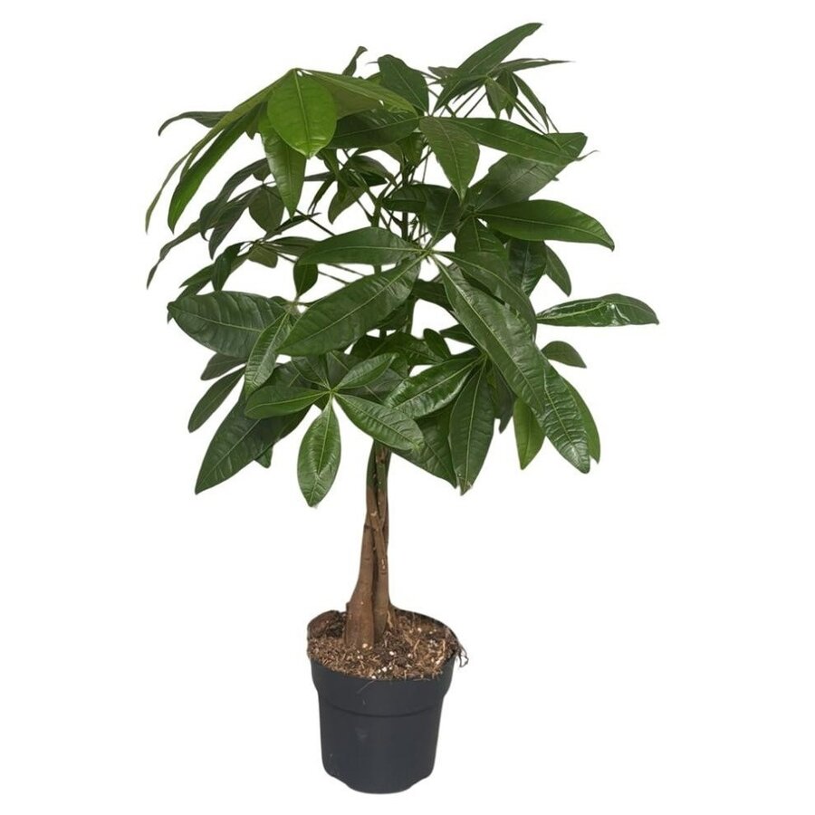 Pachira aquatica geldboom | 17 cm pot | 60 cm hoog