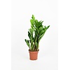 Zamioculcas zamiifolia | pot 12 cm | hoogte 50 cm