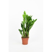 Zamioculcas zamiifolia sterke kamerplant | potmaat 12 cm | circa 50 cm hoog