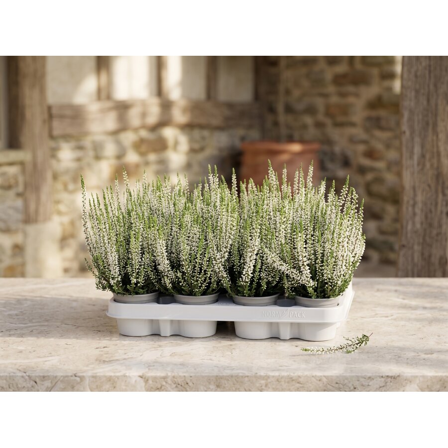 Calluna vulgaris Beauty Ladies Verenka | Struikheide wit | 20 cm hoog | In 9 cm pot | Knopbloeiende heideplant