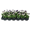 Viola Admire White Purple Wing | kleinbloemig viooltje | 12 cm hoog | 9 cm pot