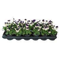 Viola (Cornuta Grp) 'Admire White Purple Wing' | kleinbloemig viooltje | 12 cm hoog | In 9 cm pot | Wit paars bloeiend voor tuin, balkon en terras