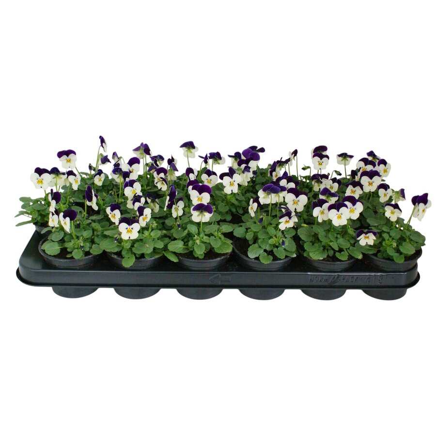 Viola (Cornuta Grp) 'Admire White Purple Wing' | kleinbloemig viooltje | 12 cm hoog | In 9 cm pot | Wit paars bloeiend voor tuin, balkon en terras