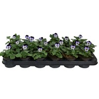 Viola cornuta Deltini F1 Blue Beacon | kleinbloemig hoornviooltje | ca. 10 cm hoog | in 9 cm pot