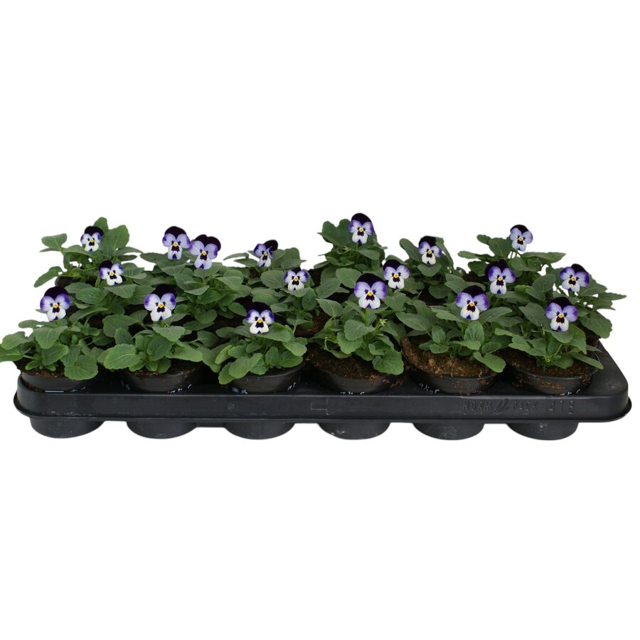 Viola cornuta Deltini F1 Blue Beacon | kleinbloemig hoornviooltje | ca. 10 cm hoog | in 9 cm pot