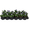 Viola Admire White Purple Wing | kleinbloemig viooltje | 12 cm hoog | 9 cm pot