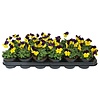 Viola cornuta Beacon Yellow | 12 cm hoog | 9 cm pot
