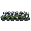 Viola cornuta Marina | 12 cm hoog | 9 cm pot