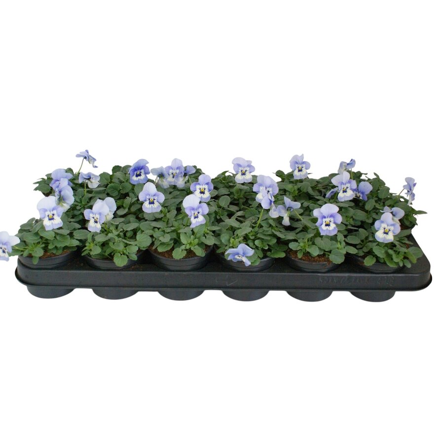 Viola cornuta Evo Mini F1 Marina | kleinbloemig viooltje | 12 cm hoog | 9 cm pot | lichtblauw