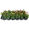 Kleinbloemig viooltje Viola Evo Mini F1 Orange Purple Wing | 12 cm hoog | 9 cm pot