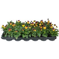 Kleinbloemig viooltje Viola (Cornuta Grp) Evo Mini F1 Orange Purple Wing | Ca. 12 cm hoog | In 9 cm pot | Oranje paarse bloeier voor tuin, balkon en terras