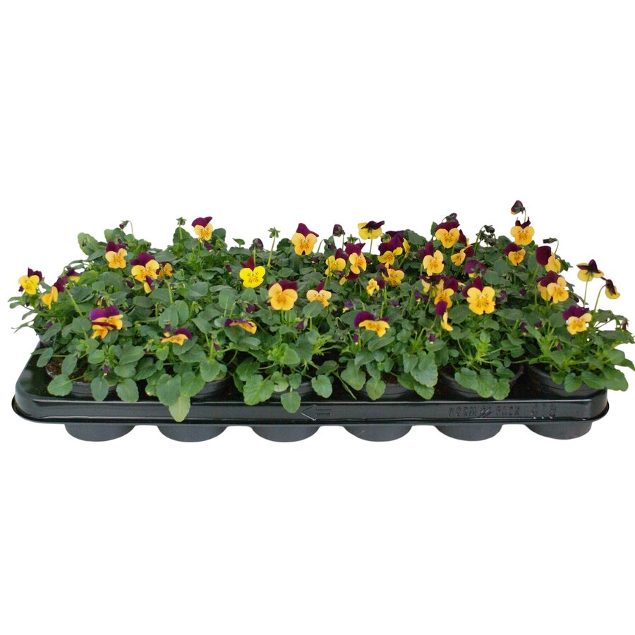 Kleinbloemig viooltje Viola (Cornuta Grp) Evo Mini F1 Orange Purple Wing | Ca. 12 cm hoog | In 9 cm pot | Oranje paarse bloeier voor tuin, balkon en terras
