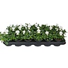 Viola Evo Mini F1 White | kleinbloemig viooltje | 12 cm hoog | 9 cm pot