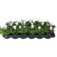 Viola (Cornuta Grp) Evo Mini F1 White | kleinbloemig wit viooltje | 12 cm hoog | In 9 cm pot | Voor tuin, balkon en terras