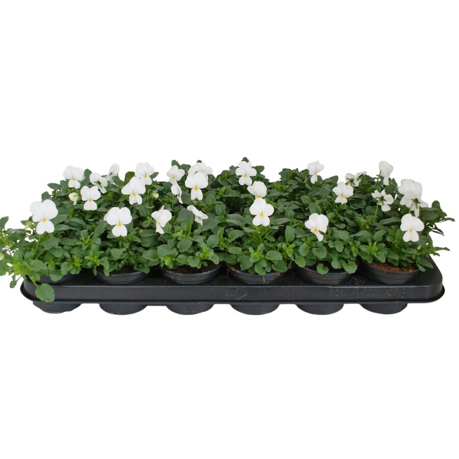 Viola (Cornuta Grp) Evo Mini F1 White | kleinbloemig wit viooltje | 12 cm hoog | In 9 cm pot | Voor tuin, balkon en terras