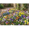 Viola cornuta mix | kleinbloemig viooltje | 9 cm pot | ca. 12 cm | per stuk