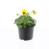 Viola Cornuta Evo Mini F1 Yellow Blotch | 15 cm hoog | 9 cm pot