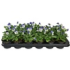 Klein bloemig viooltje Viola Sorbet Blue Heavenimp | 9 cm pot | ca. 12 cm hoog