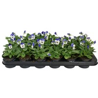 Viola (Cornuta Grp) 'Sorbet Blue Heavenimp' | klein bloemig viooltje | ca. 12 cm hoog | in 9 cm pot | blauw wit bloeiend