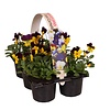Kleinbloemig viooltje Beacon Yellow | tray 6 x 9 cm pot | 12 cm hoog