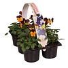 Viola cornuta Evo Mini F1 Orange Purple Wing | tray 6 stuks | 9 cm pot | ca. 10 cm hoog