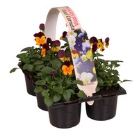 Viola cornuta Evo Mini F1 Orange Purple Wing | kleinbloemig viooltje | tray met 6 planten | 9 cm pot | ca. 10 cm hoog