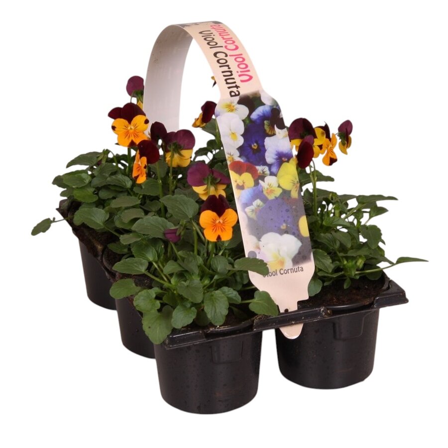 Viola cornuta Evo Mini F1 Orange Purple Wing | kleinbloemig viooltje | tray met 6 planten | 9 cm pot | ca. 10 cm hoog