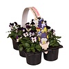 Viola cornuta Evo Mini F1 Purple Face tray | 6x 9 cm pot | 12 cm hoog