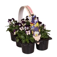Viola cornuta Evo Mini F1 Purple Face tray | Kleinbloemig paars viooltje | 6 planten in 9 cm pot | 12 cm hoog