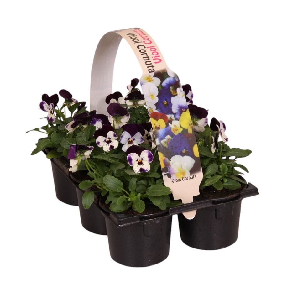 Viola cornuta Evo Mini F1 Purple Face tray | Kleinbloemig paars viooltje | 6 planten in 9 cm pot | 12 cm hoog