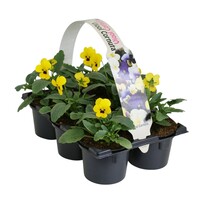 Viola (Cornuta Grp) Evo Mini F1 Yellow Blotch tray | Kleinbloemig viooltje | 6 planten in 9 cm pot | Geel met donkere blotch