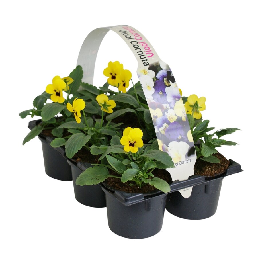 Viola (Cornuta Grp) Evo Mini F1 Yellow Blotch tray | Kleinbloemig viooltje | 6 planten in 9 cm pot | Geel met donkere blotch