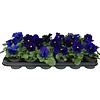 Viola Delta F1 Deep Blue with Blotch | grootbloemige viool | 9 cm pot | ca. 10 cm hoog