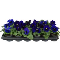 Viola (Wittrockiana Grp) Delta F1 Deep Blue with Blotch | grootbloemige viool | 9 cm pot | ca. 10 cm hoog | diepblauwe perkplant