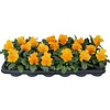 Viola Delta F1 Pure Deep Orange | grootbloemige viool | 12 cm hoog | 9 cm pot