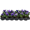 Viola Delta F1 Pure Light Blue | 12 cm hoog | 9 cm pot