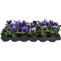 Viola (Wittrockiana Grp) Delta F1 Pure Light Blue | grootbloemige viool | 12 cm hoog | in 9 cm pot | lichtblauw