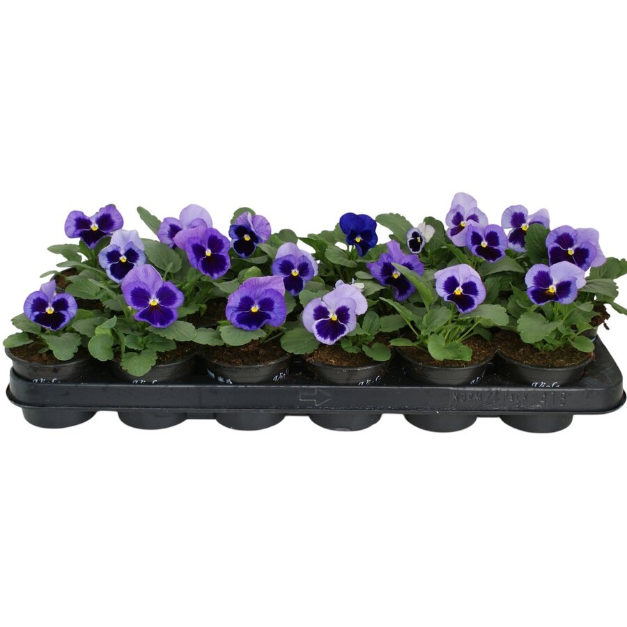 Viola (Wittrockiana Grp) Delta F1 Pure Light Blue | grootbloemige viool | 12 cm hoog | in 9 cm pot | lichtblauw
