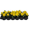 Viola Delta F1 Pure Primrose | 12 cm hoog | 9 cm pot